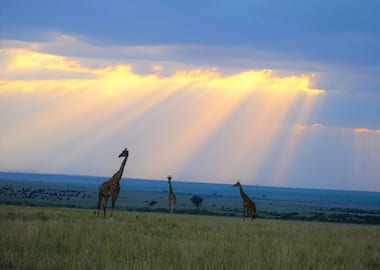 Kenya  Wildlife Safari Plan